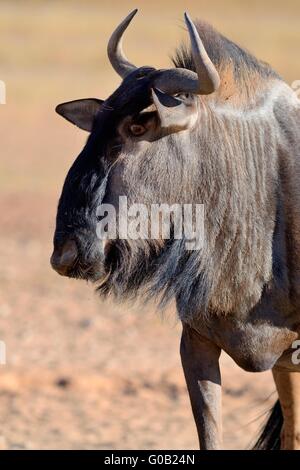 Blue wildebeest (Connochaetes taurinus), standing on arid ground, Kgalagadi Transfrontier Park,Northern Cape,South Africa,Africa Stock Photo