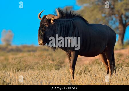 Blue wildebeest (Connochaetes taurinus), male, standing on grassland, early morning, Kgalagadi Transfrontier Park, South Africa Stock Photo