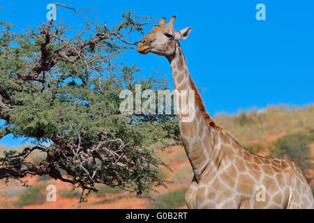 Giraffe (Giraffa camelopardalis), adult female feeding on an acacia tree,Kgalagadi Transfrontier Park,Northern Cape,South Africa Stock Photo