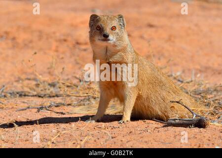 Yellow mongoose (Cynictis penicillata), sitting on red sand, attentive, Kgalagadi Transfrontier Park, Northern Cape,South Africa Stock Photo