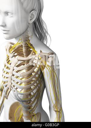3d rendered illustration of the female nervous system Stock Photo