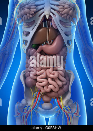 Illustration of female liver and stomach anatomy Stock Photo - Alamy