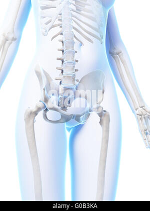 3d rendered illustration of the female skeleton Stock Photo