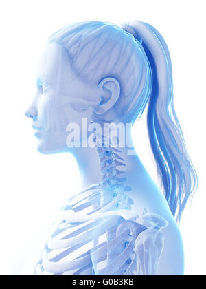 3d rendered illustration of the female skeleton Stock Photo