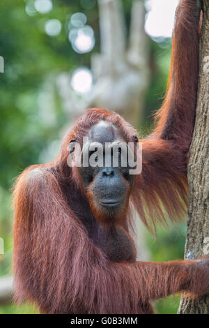 Endangered Bornean orangutan (Pongo pygmaeus).They are found only on the island of Borneo. Stock Photo