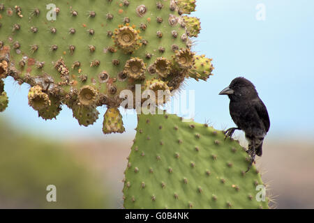 black darwin-finch on a prickly-pear, Galapagos Stock Photo