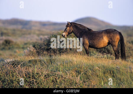 Exmoor Pony mare in the dunes Stock Photo