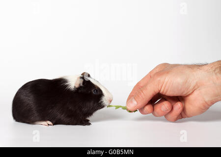 Small colored guinea pig Stock Photo