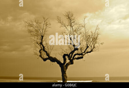 tree on the beach Stock Photo