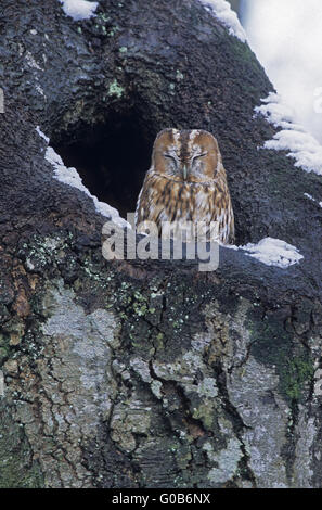 Tawny Owl in winter resting in front of his hole Stock Photo