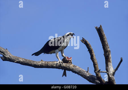 Osprey feeding at a captured fish Stock Photo