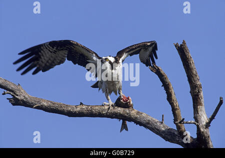 Osprey feeding at a captured fish Stock Photo