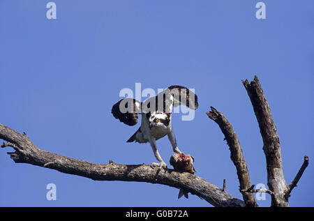 Osprey feeding at a captured fish Stock Photo