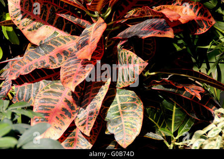 Codiaeum variegatum var. pictum, evergreen ornamental shrub with thick green leaves with purplish yellow veins and patches Stock Photo