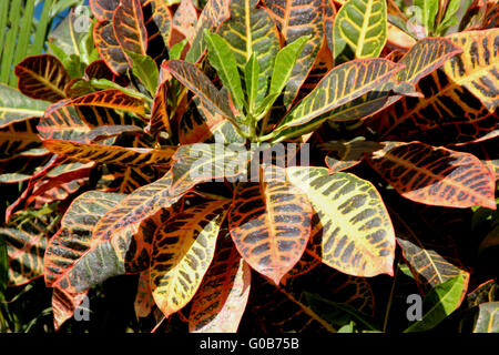 Codiaeum variegatum var. pictum, evergreen ornamental shrub with thick green leaves with purplish yellow veins and patches Stock Photo