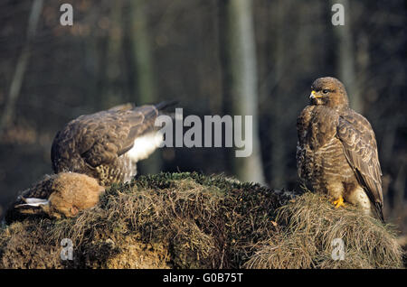 Common Buzzards feeding on a perished Brown Hare Stock Photo