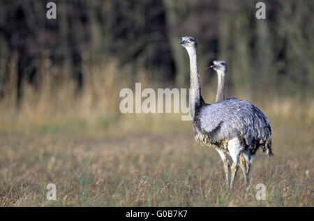 Greater Rhea looking watchful in a bog meadow Stock Photo