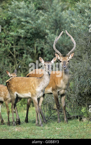Red Deer stag, hind and calf in a forest aisle Stock Photo