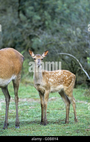 Red Deer hind and calf in a forest aisle Stock Photo