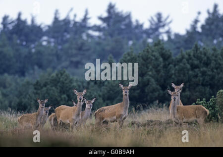Red Deer hinds and calfs standing in heath Stock Photo