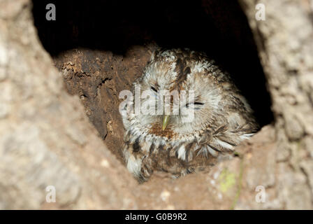 Grey Owl in hollow tree. Stock Photo