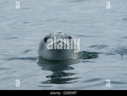 Crabeater seal watching from the water Stock Photo