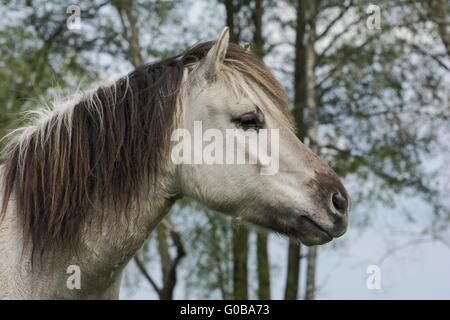 Liebenthaler horse Stock Photo