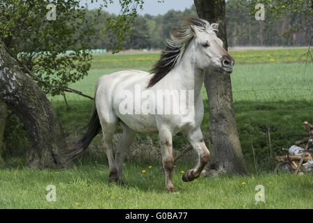 Liebenthaler horse Stock Photo