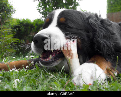 dog chewing bone Stock Photo