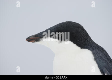 Portrait of a young Adelie penguin. Stock Photo
