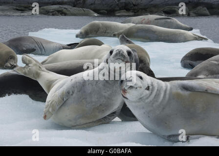 Herd crabeater seals on the ice. Stock Photo