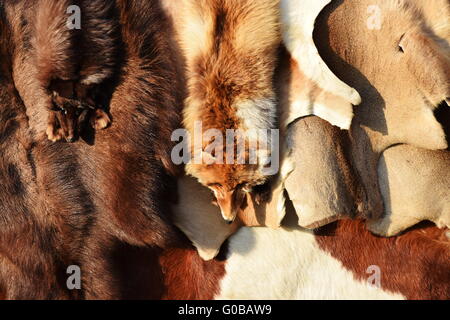 coat fell Stock Photo