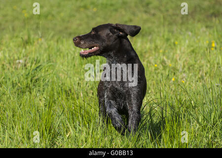 German Wirehaired Pointer Stock Photo