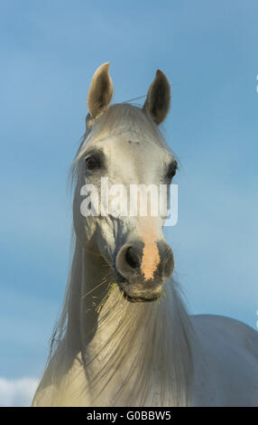 Arabian crossbreed Stock Photo