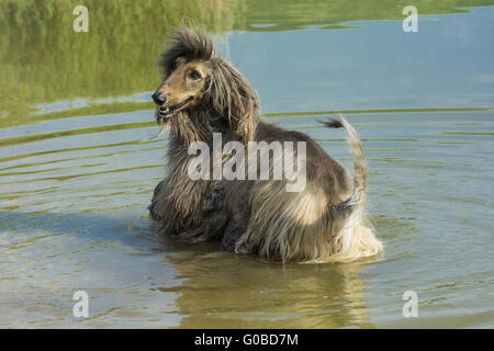 Afghan Hound Stock Photo