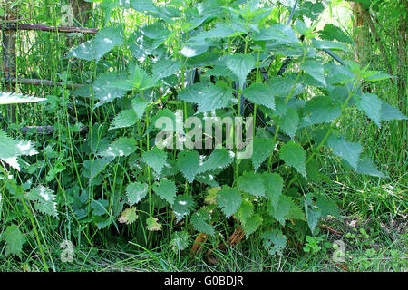 Stinging nettle (Urtica dioica) Stock Photo