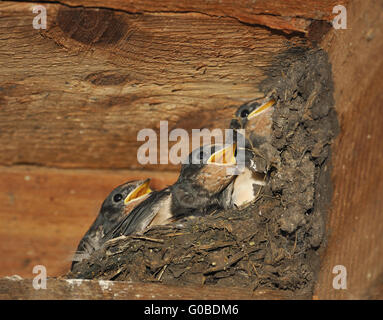 Swallow nest with chicks at Steinhuder Meer,German Stock Photo