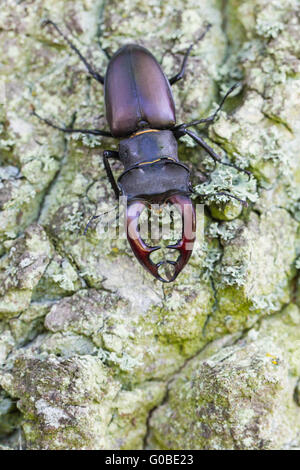 Stag beetle Stock Photo