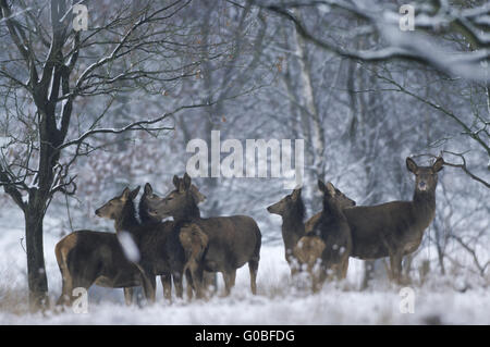 Red Deer hinds and calfs in winter at forest edge Stock Photo