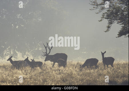 Red Deer stag, hinds and calfs in morning fog Stock Photo