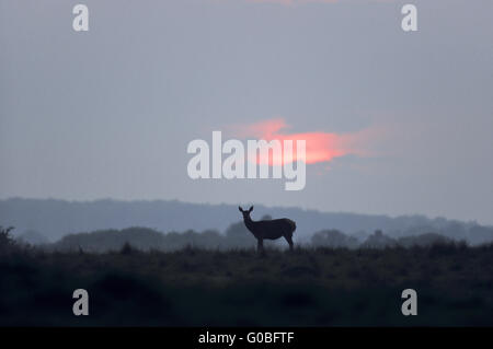 Red Deer hind in front of evening sky Stock Photo