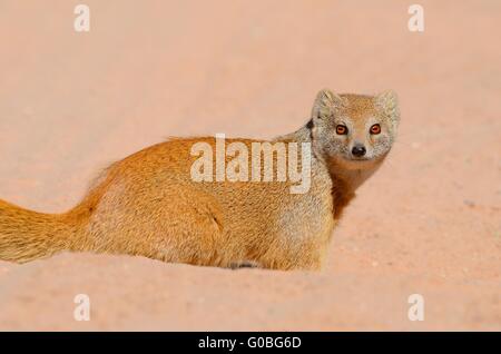 Yellow mongoose (Cynictis penicillata), adult at the den, attentive, Kgalagadi Transfrontier Park, Northern Cape, South Africa Stock Photo