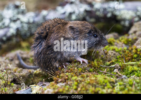 Grey red-backed vole (Myodes rufocanus) Varenger, Norway, May Stock ...