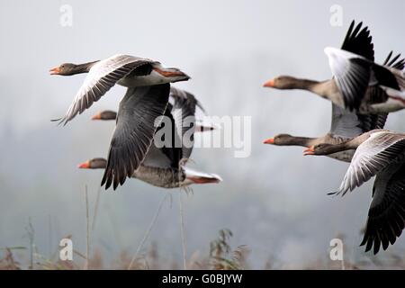 geyleg geese in flight Stock Photo