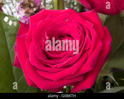 Single Rose Closeup from bouquet with baby's breath Stock Photo