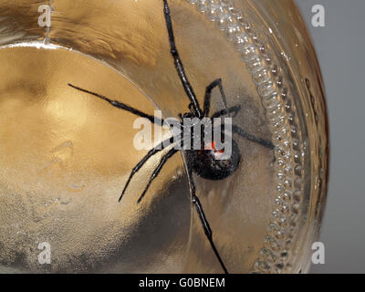 Black widow spider in glass jar belly Stock Photo