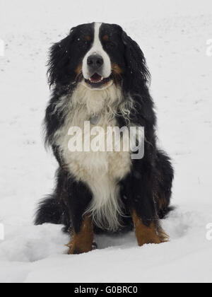 Bernese Mountain Dog Stock Photo