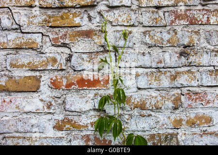 Old whitewashed brick wall with ivy Stock Photo