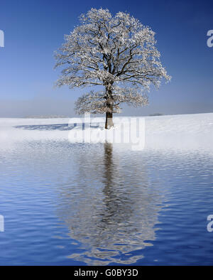 single big old tree mirroring on water surface Stock Photo