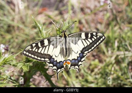 Papilio machaon, Swallowtail butterfly from Europe Stock Photo